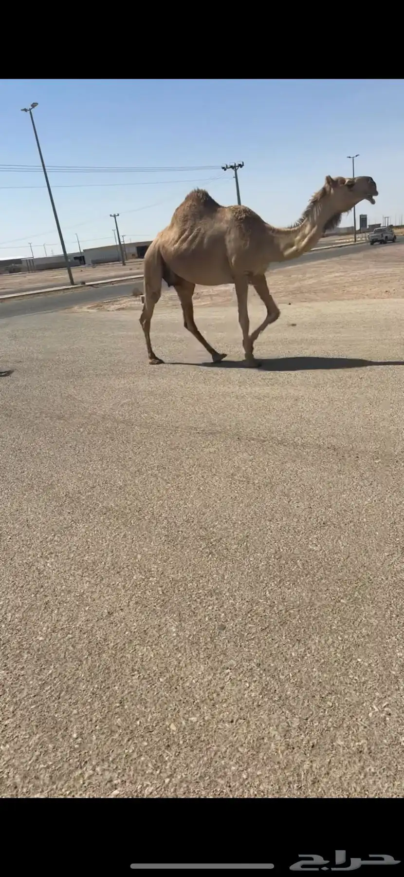 لقحه كفو 2