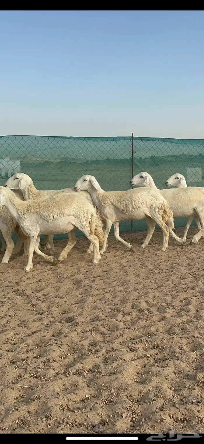 غنم حرية رخال مراح واحد 52 راس 8