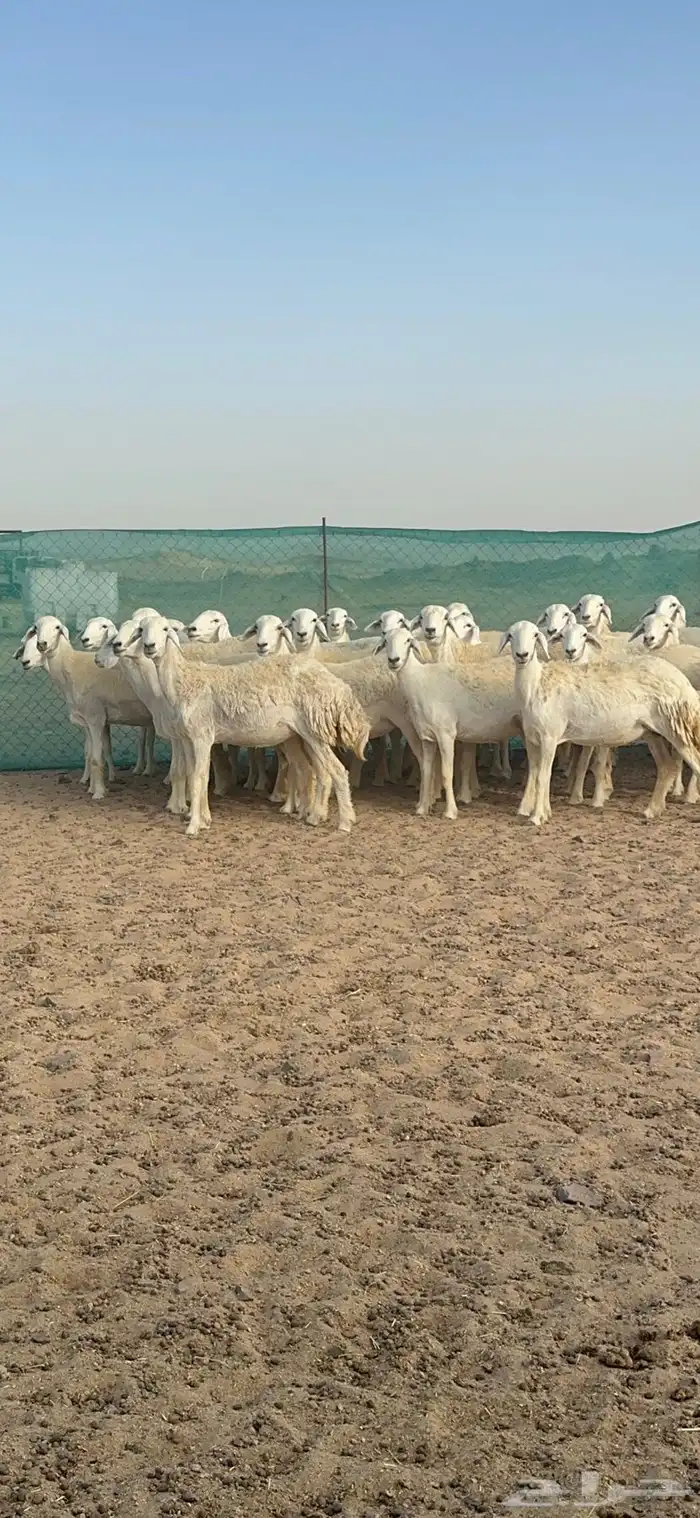 غنم حرية رخال مراح واحد 52 راس 6