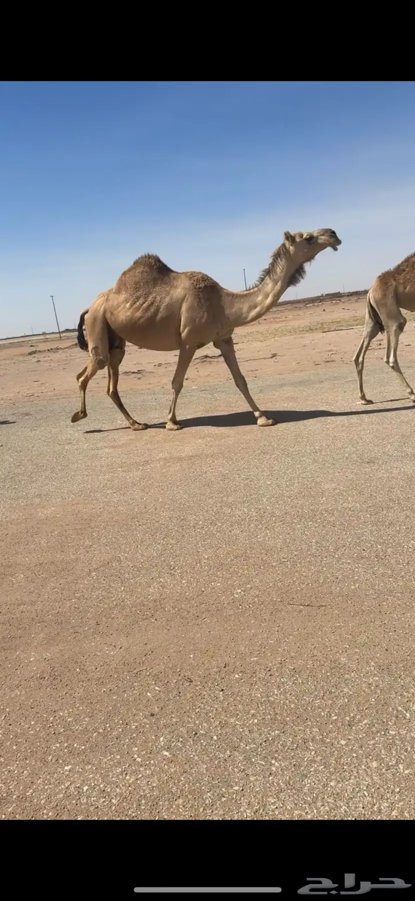 لقحه كفو 4
