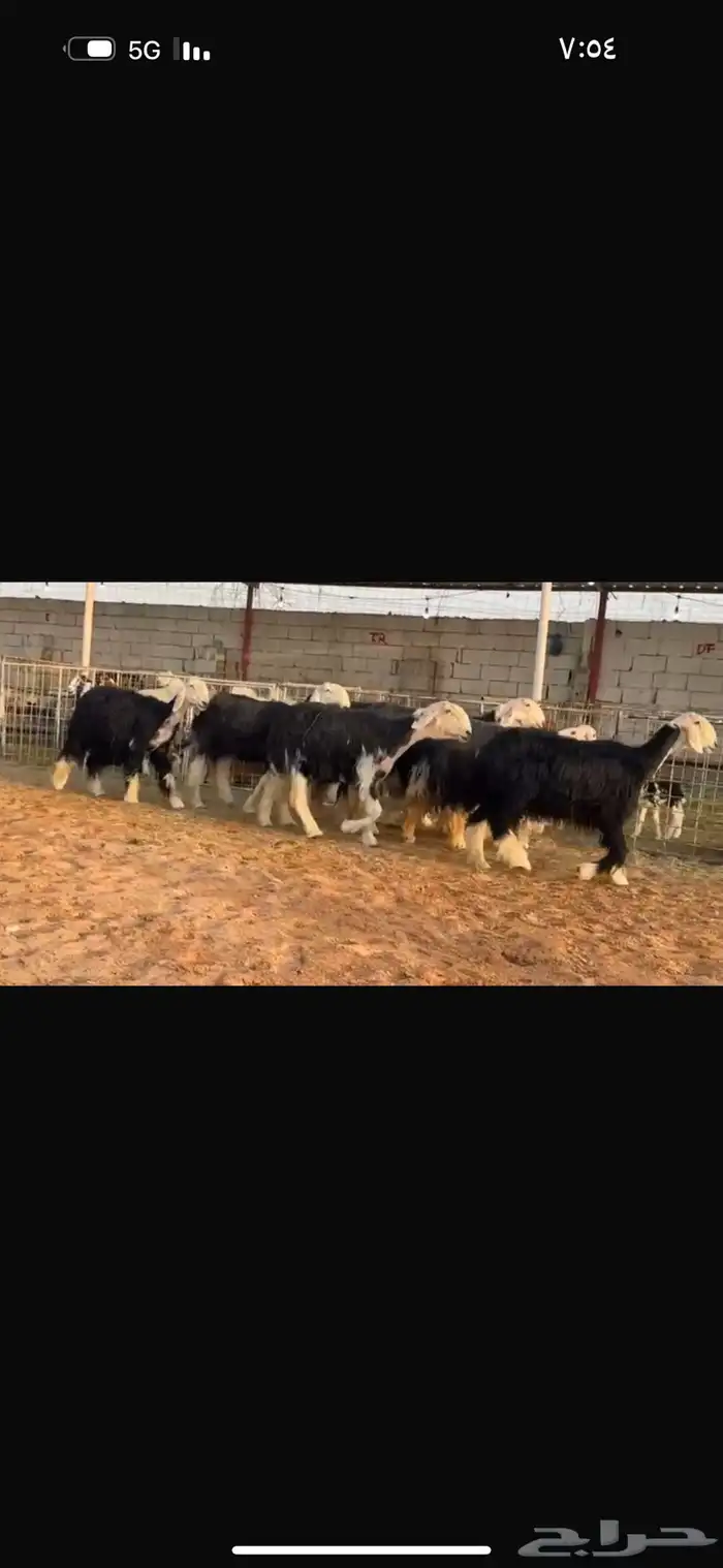 عرض مواليد نجد 2