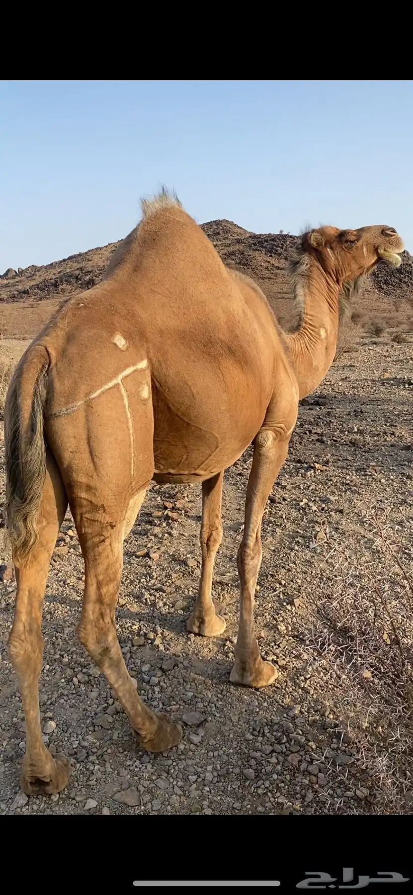 ناقه حايل index