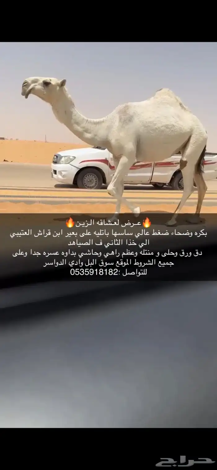 بكره وضحا كفو 1