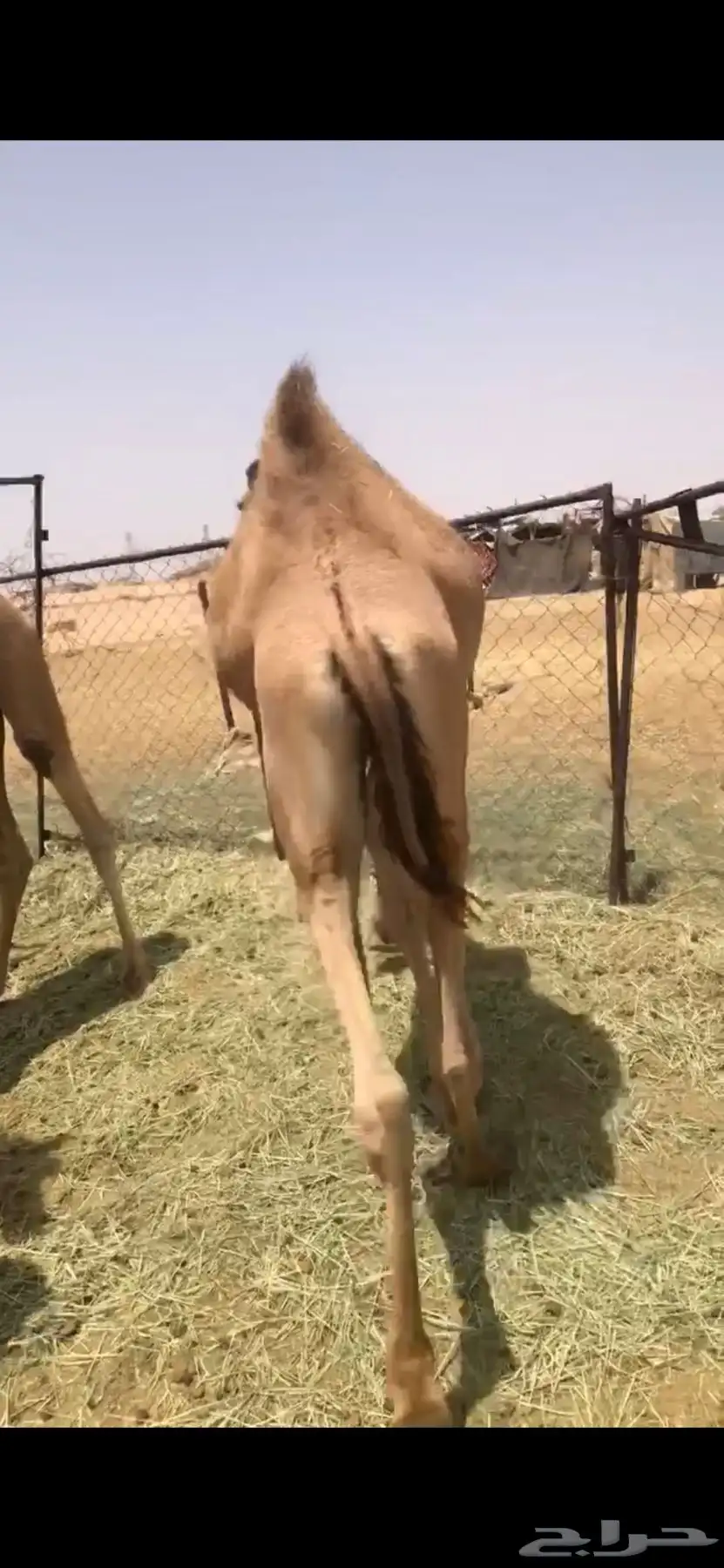 قعود بلدي فل index