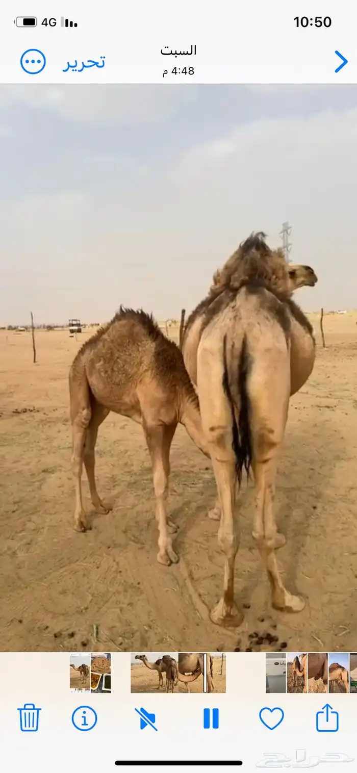 خلفه بكر شماليه عليها قعود ثنية في راسها 2