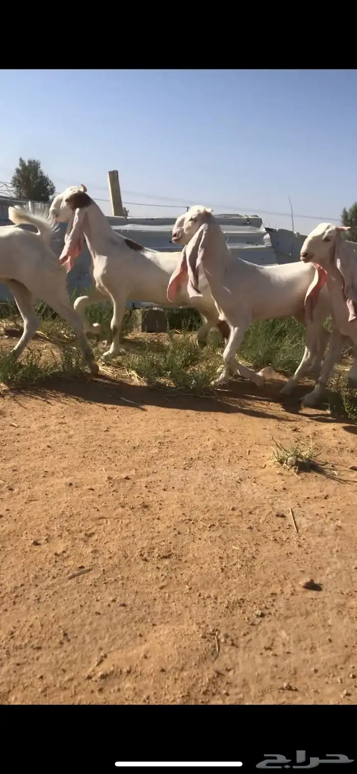 للبيع جفار مطوره تم البيع الله يبارك للمشتري خارج الموقع 2
