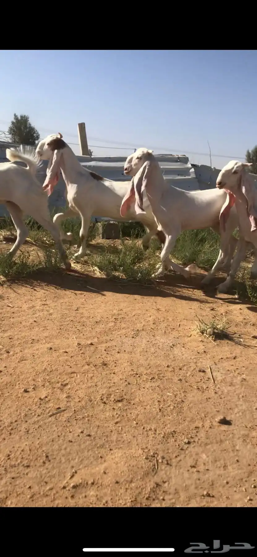 للبيع جفار مطوره تم البيع الله يبارك للمشتري خارج الموقع 2