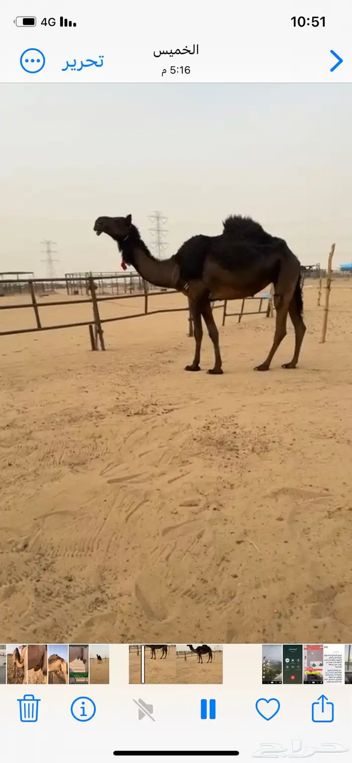 رباع عادها عجم على وحيدان بعير بن الزيدي 0