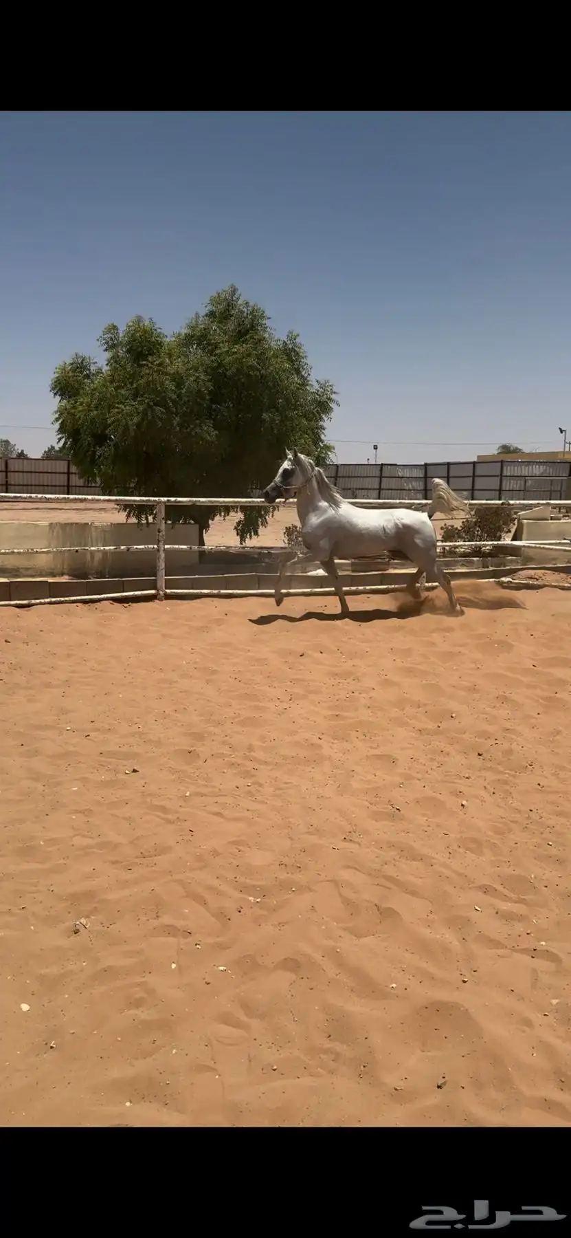 حصان واهو مصري 2