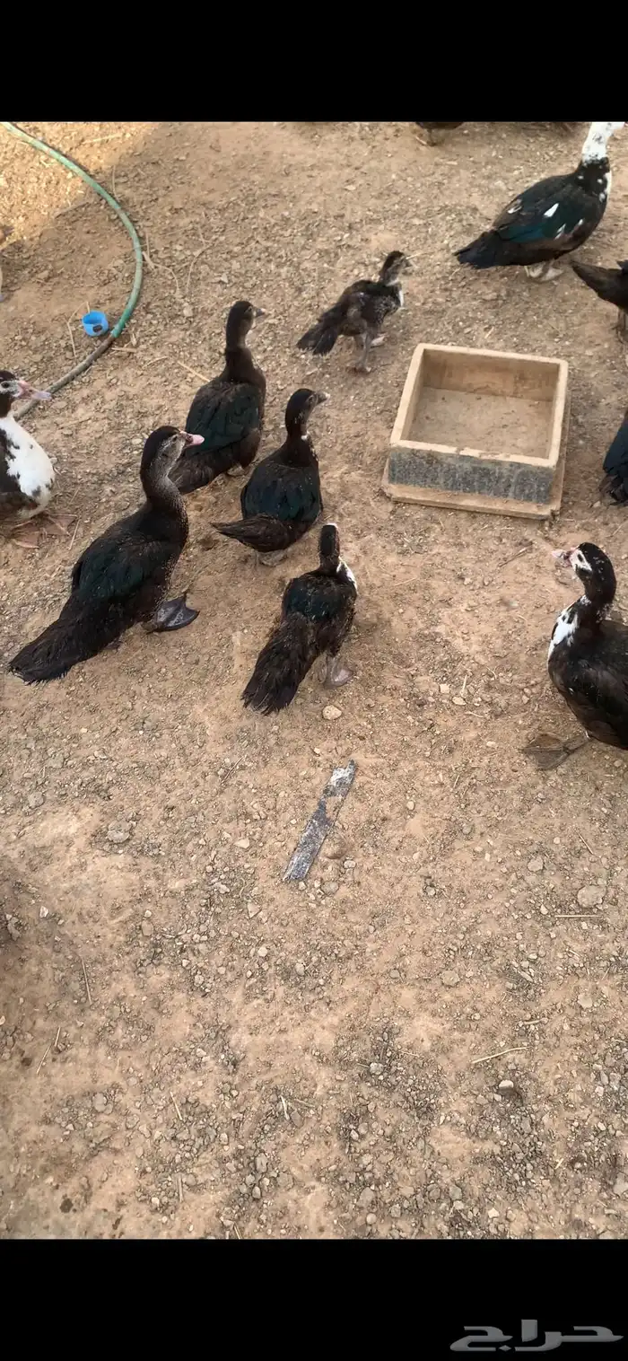 للبيع بط وادي الدواسر 4