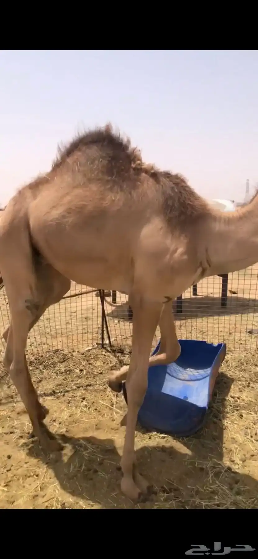 قعود بلدي فل index