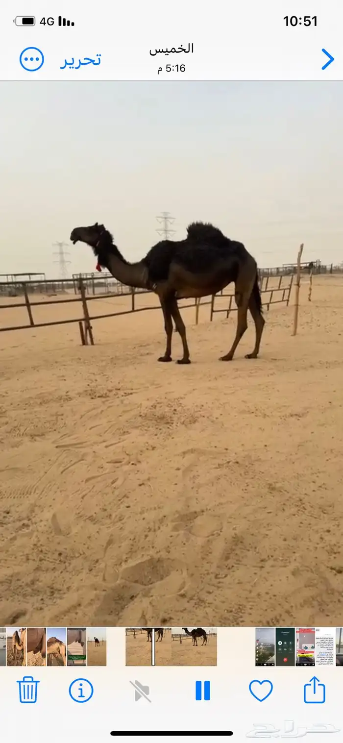 رباع عادها عجم على وحيدان بعير بن الزيدي 1