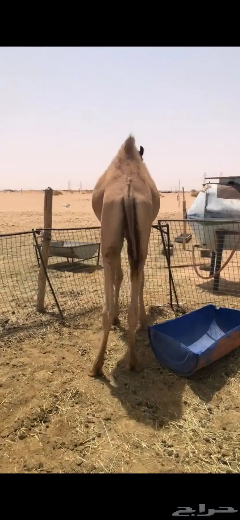 قعود بلدي فل index
