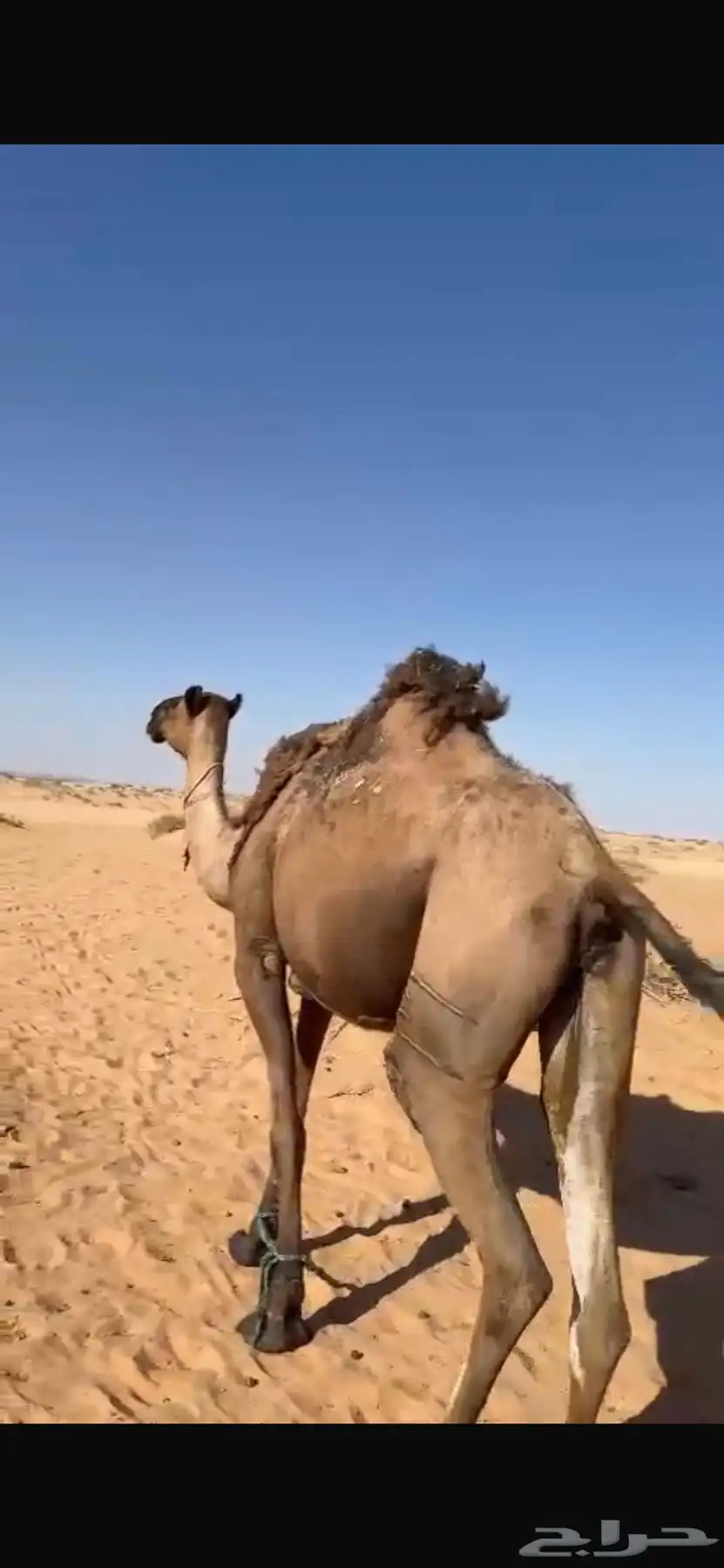 ركايب للبيع حقه ولقيه وناقه صفرا 2