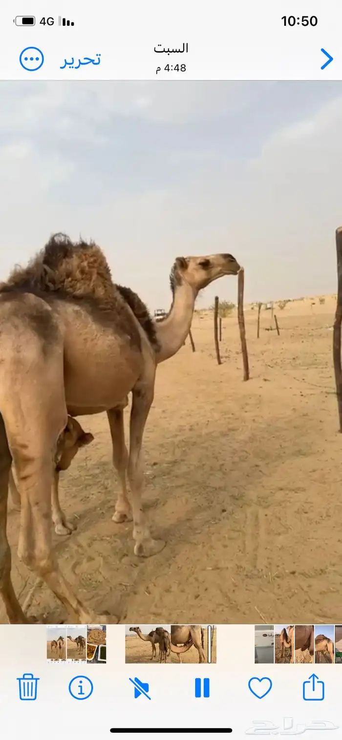 خلفه بكر شماليه عليها قعود ثنية في راسها 0