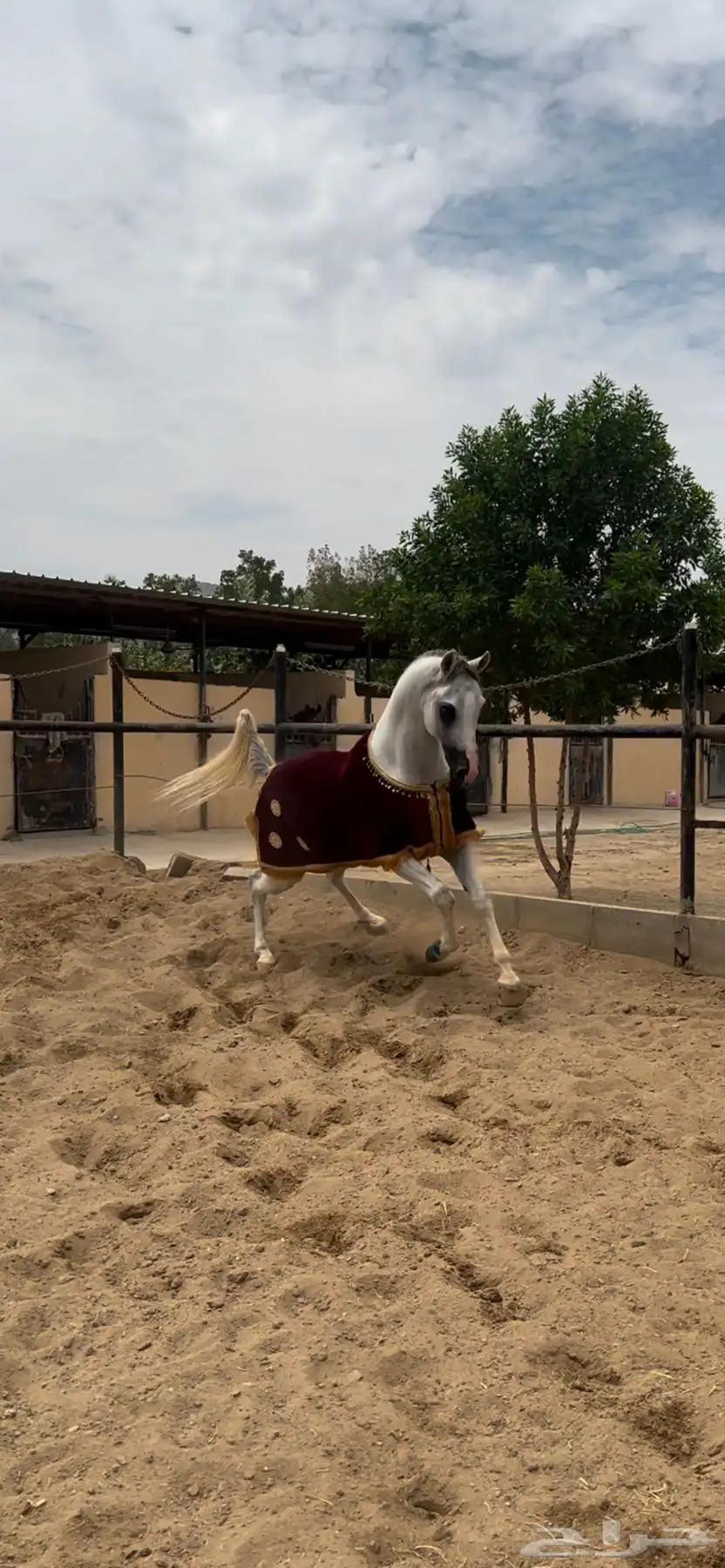 خيل index
