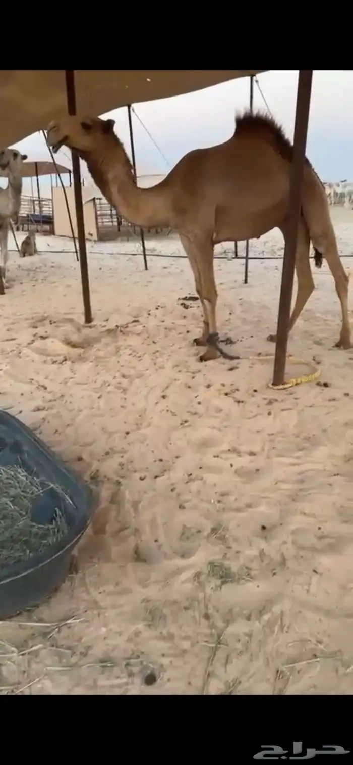حق عمته الفرديه سمو 1