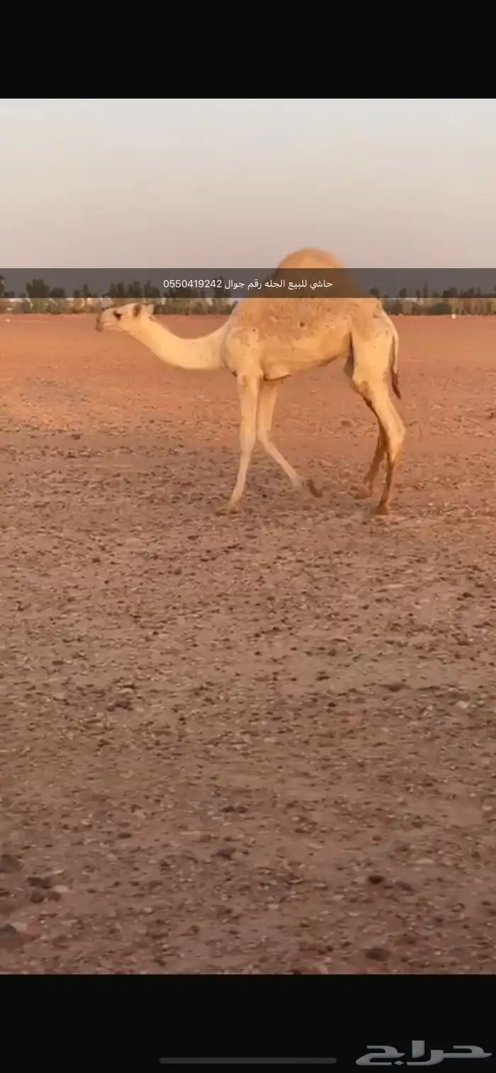 حاشي للبيع 0