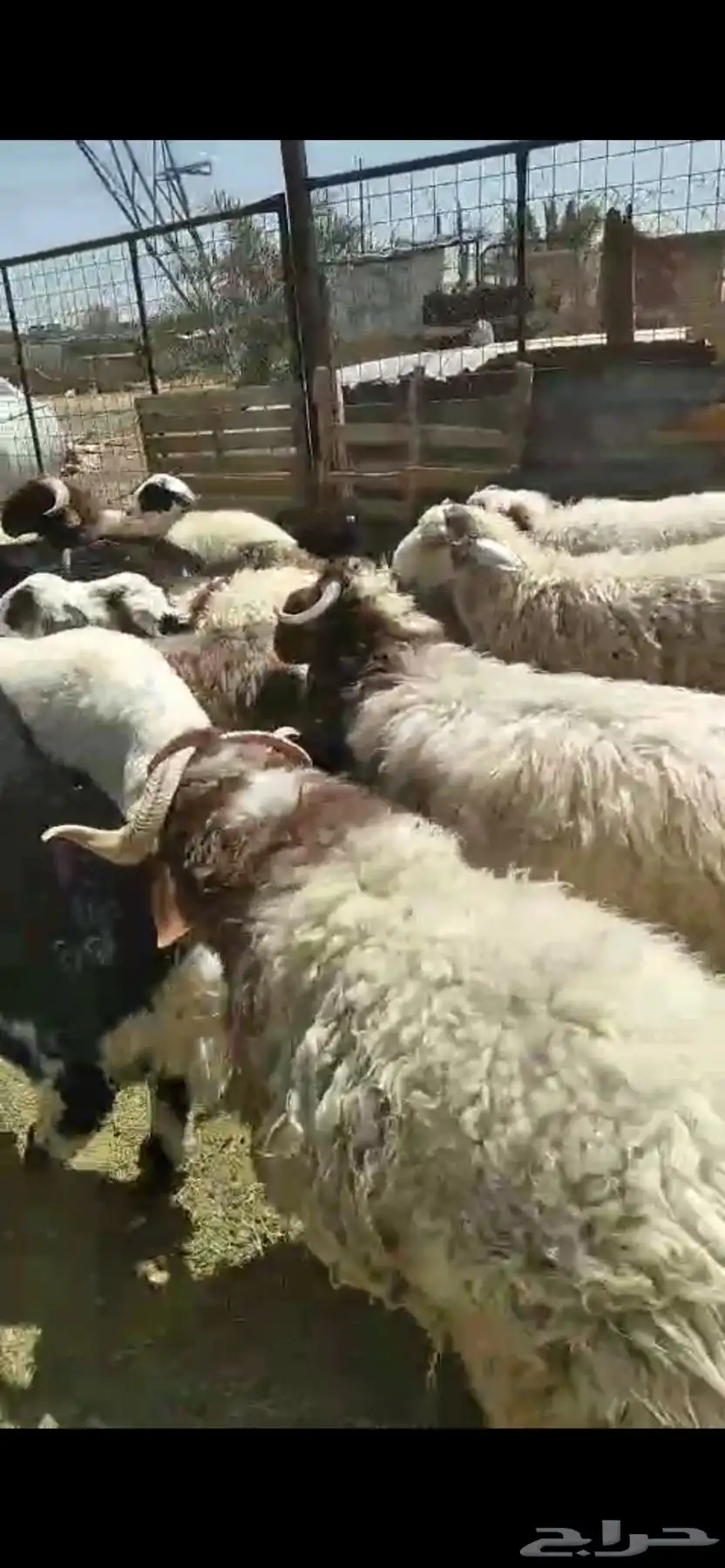 ذبائح خرفان ورخال مغلقة شحم بالقرب من دوار الملك سلمان 1