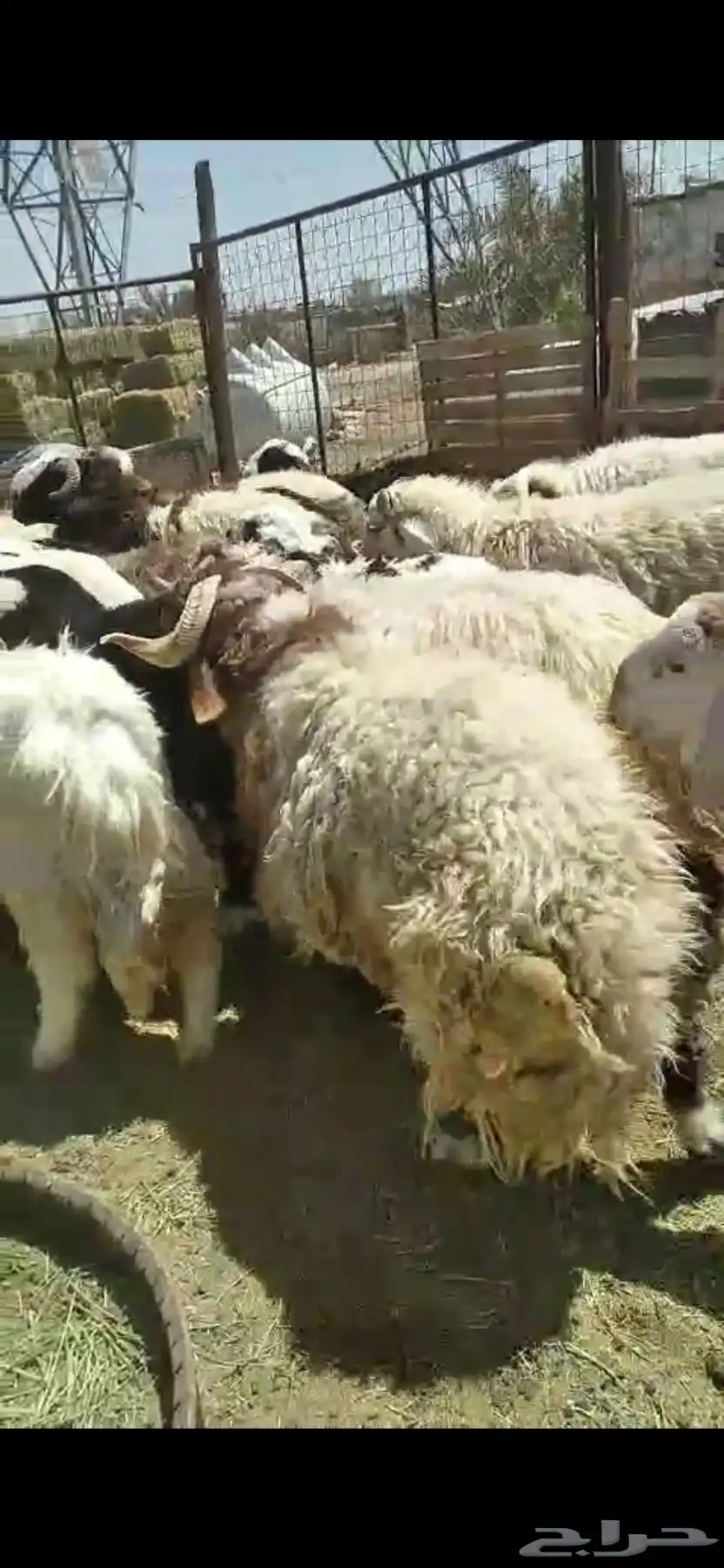 ذبائح خرفان ورخال مغلقة شحم بالقرب من دوار الملك سلمان 0