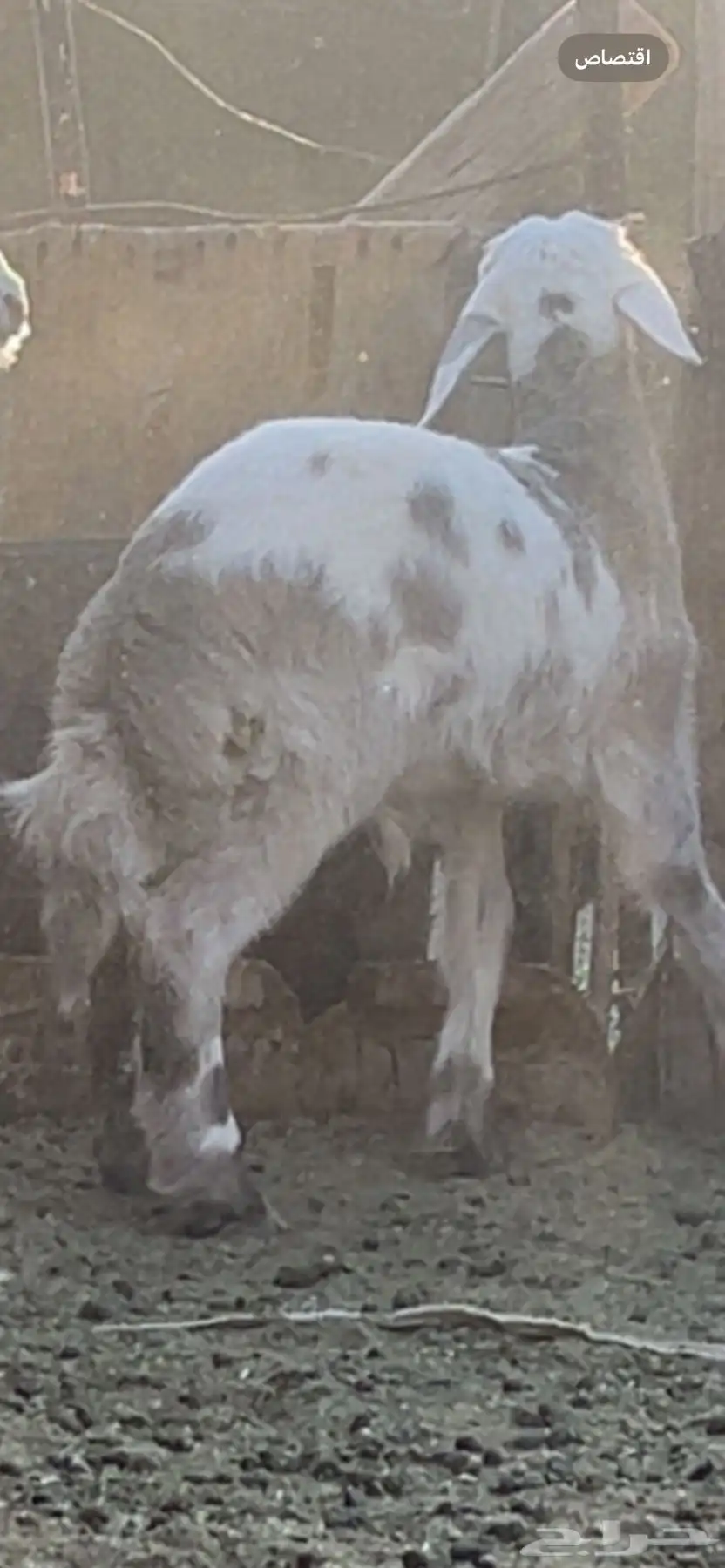 طلي عمره 3 شهور وزود او 3 شهور ونص ظهره طيب طرفه طيب 2