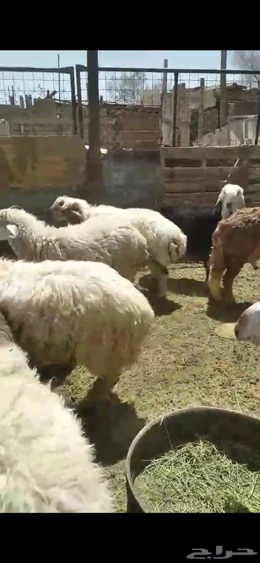 ذبائح خرفان ورخال مغلقة شحم بالقرب من دوار الملك سلمان 4