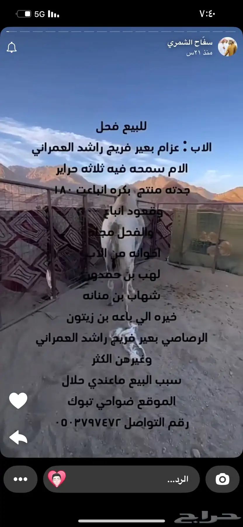 فحل للبيع 0