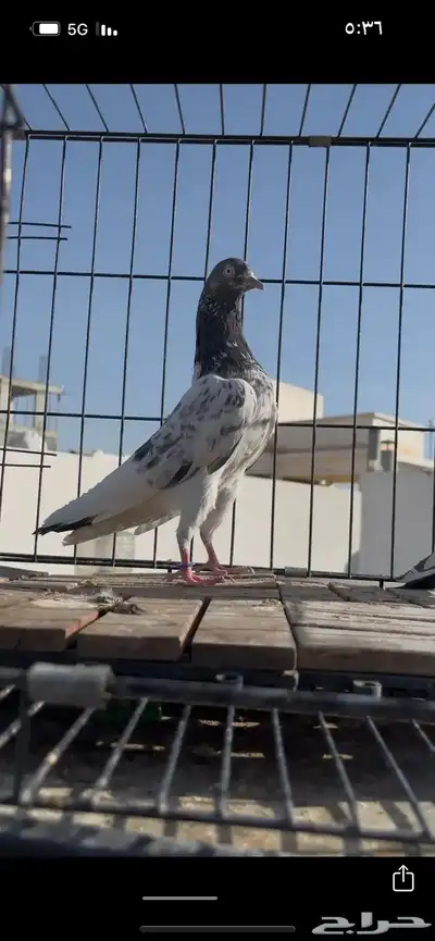 حمام باكستاني سخي 1