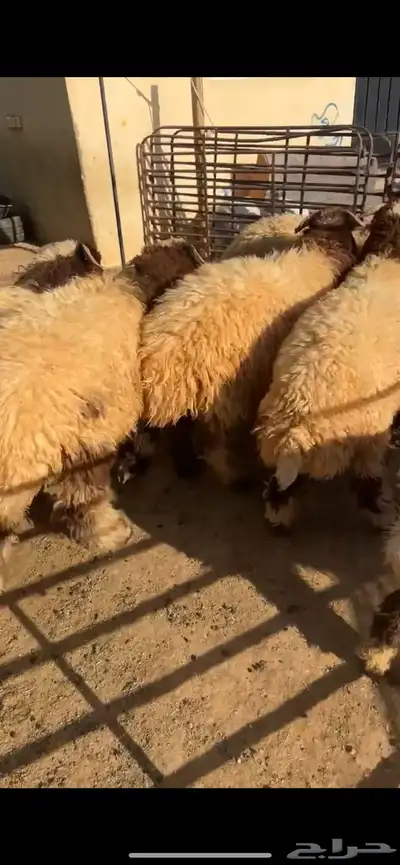 تمايم وذبائح وتوصيل 0