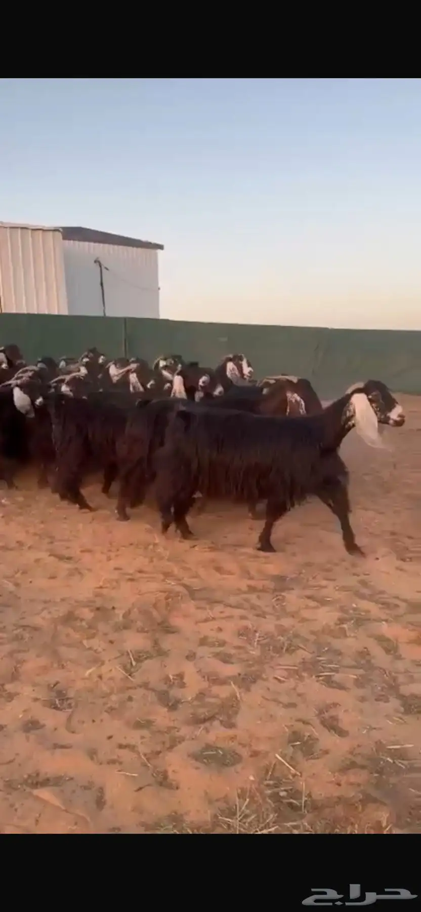 معزا 1
