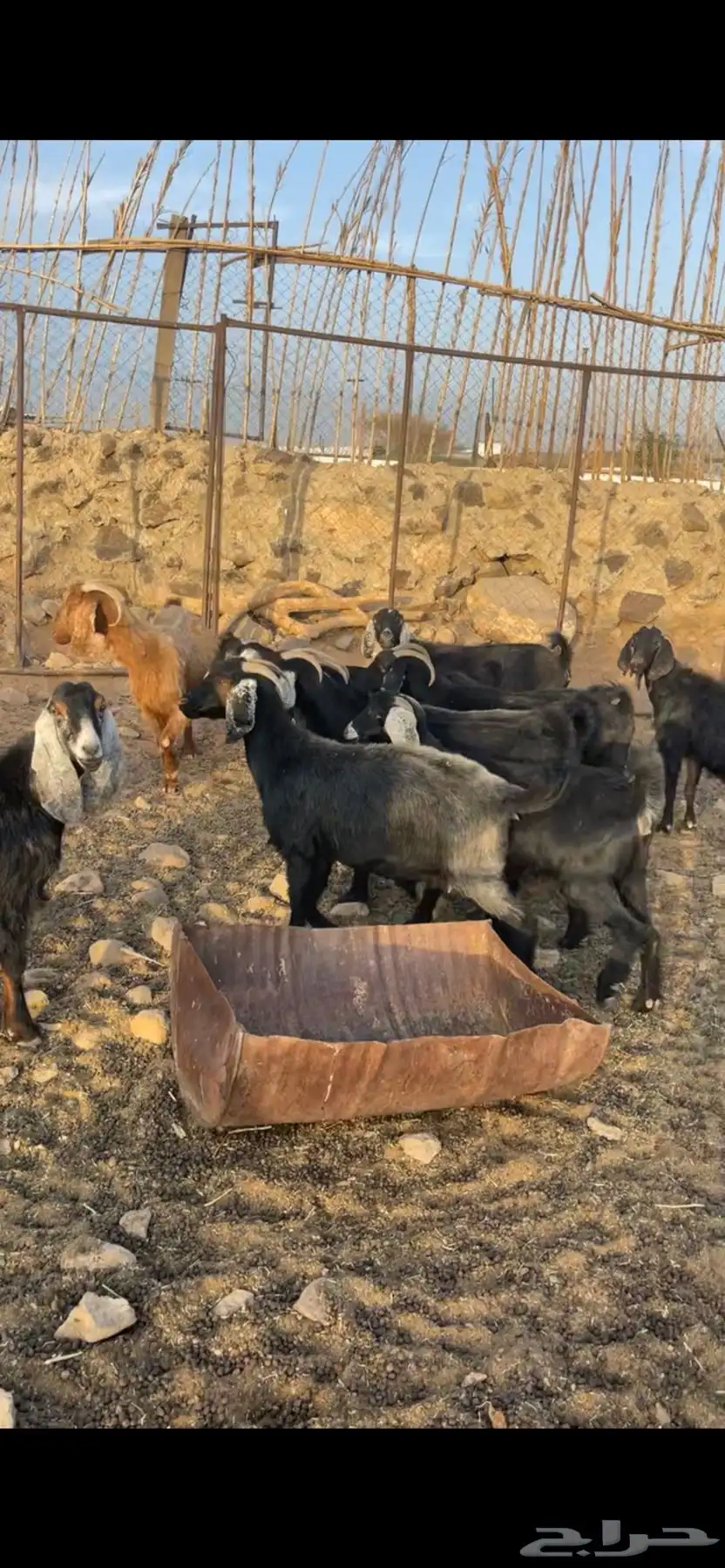 معزا طيبه مضاريع 2
