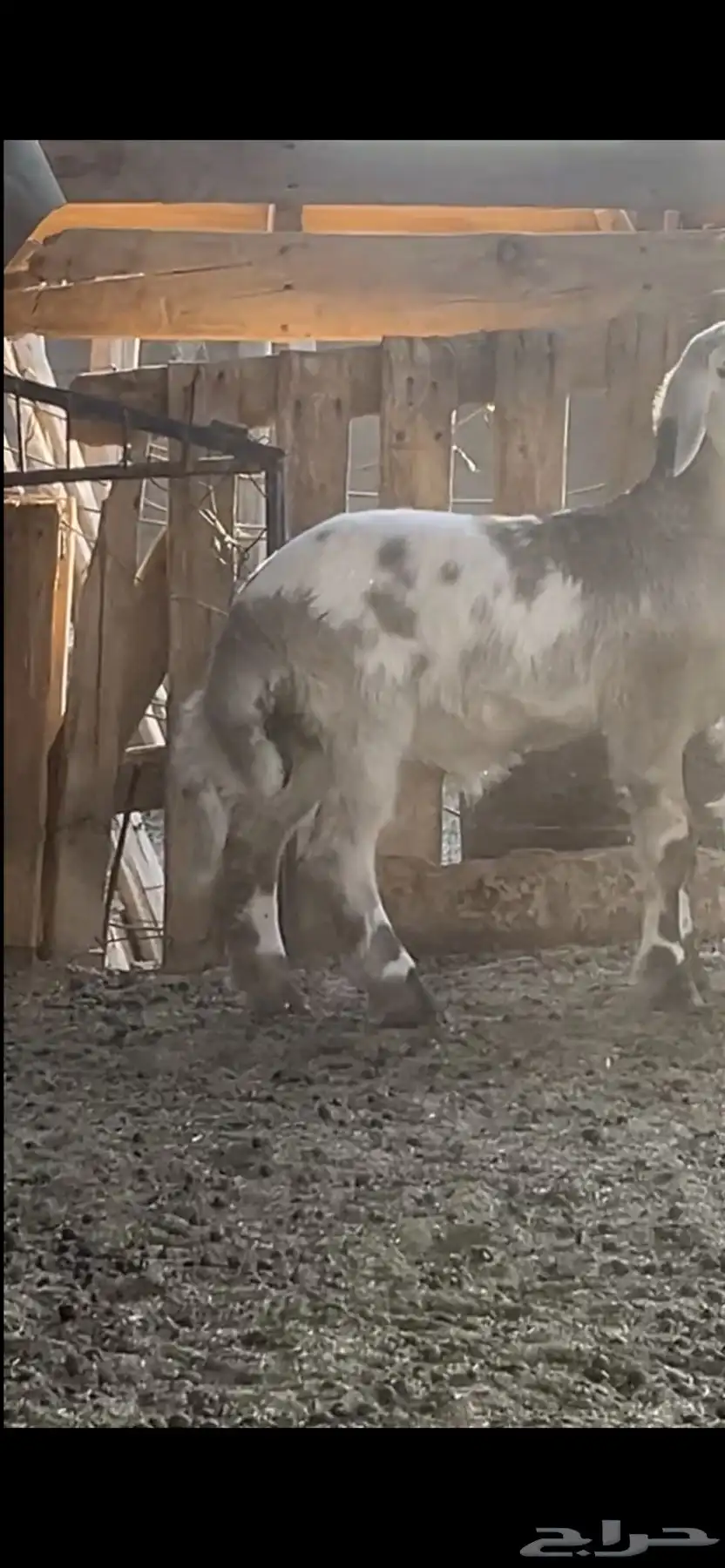 طلي عمره 3 شهور وزود او 3 شهور ونص ظهره طيب طرفه طيب 3