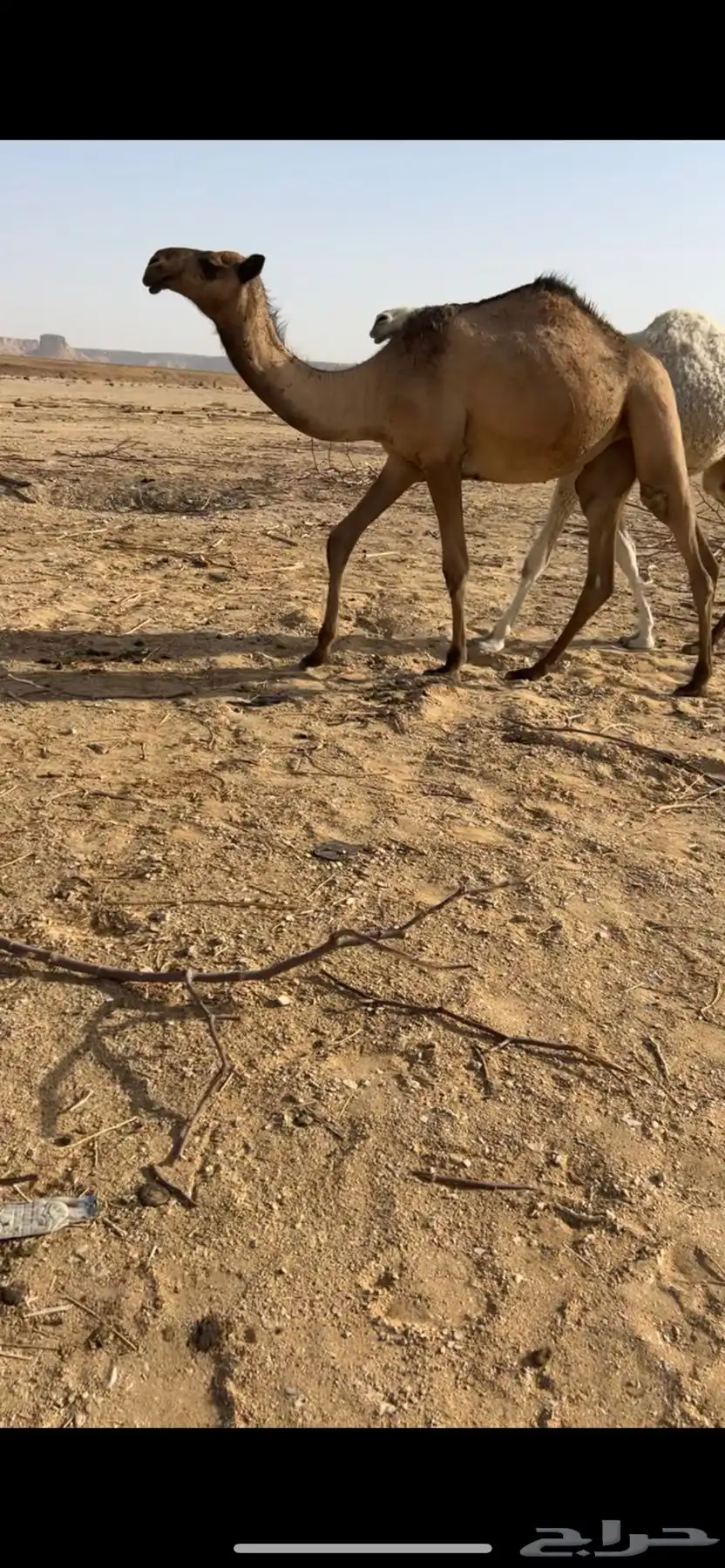 مفاريد كفو 0