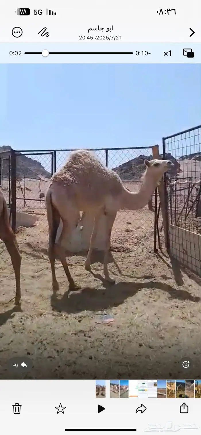 بكره بنت اليزر 0
