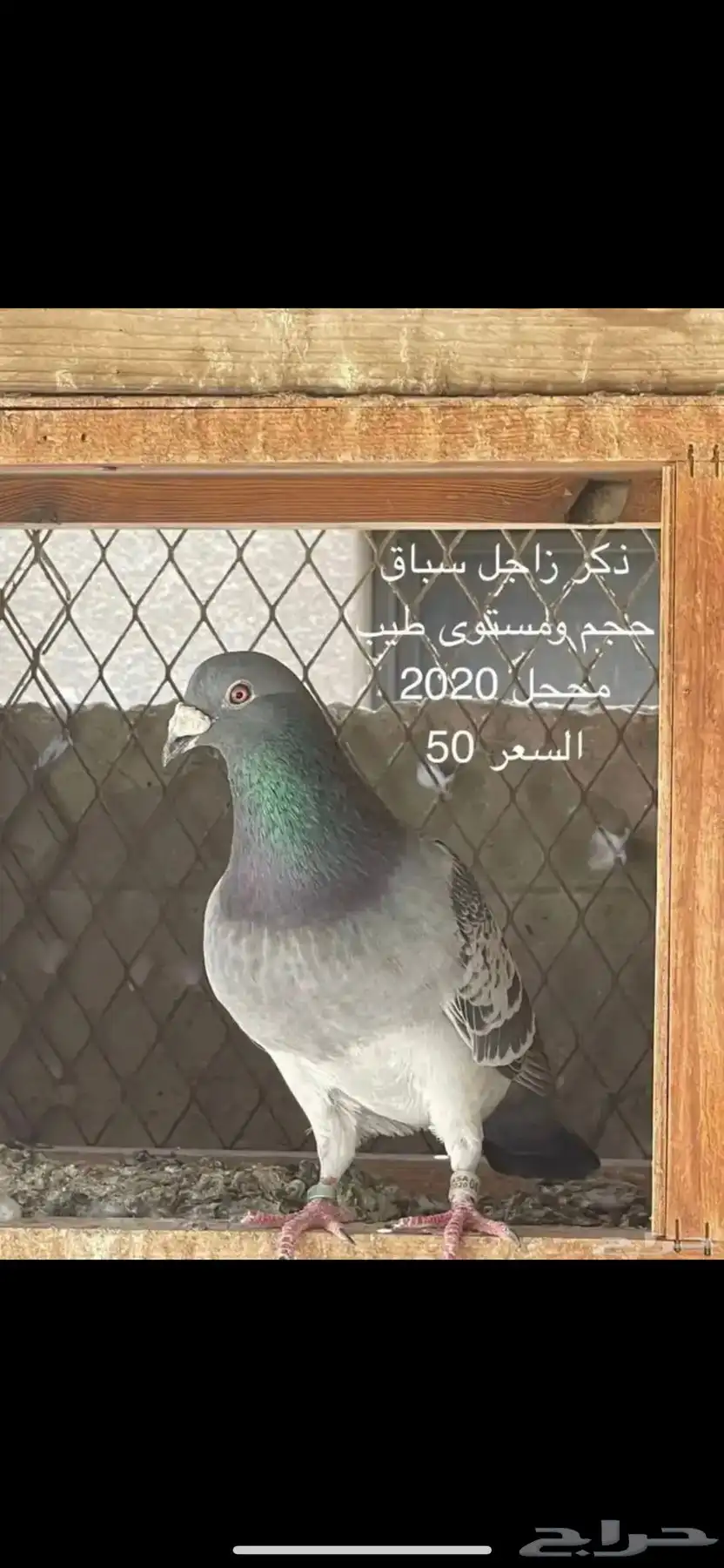 ذكور زواجل index
