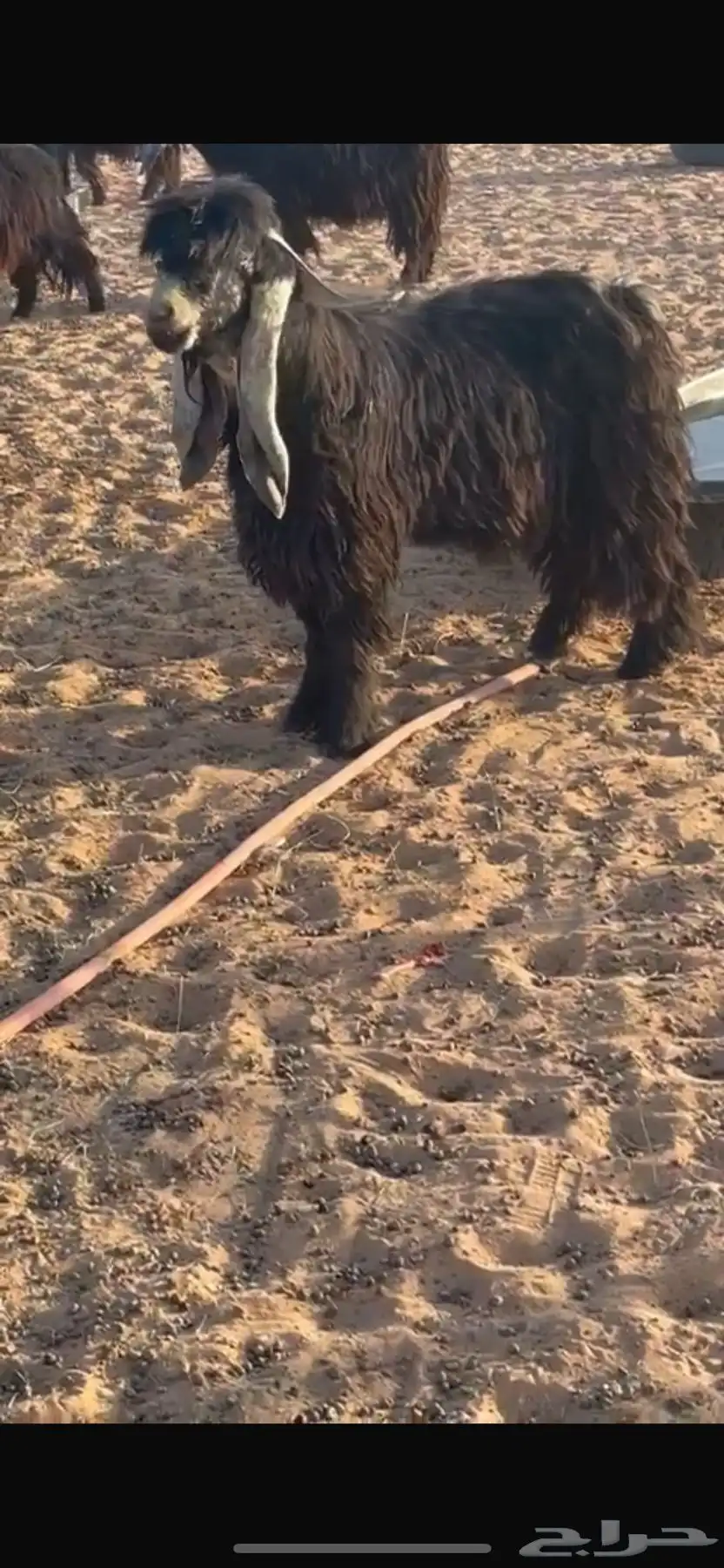 تيس عارضي 3