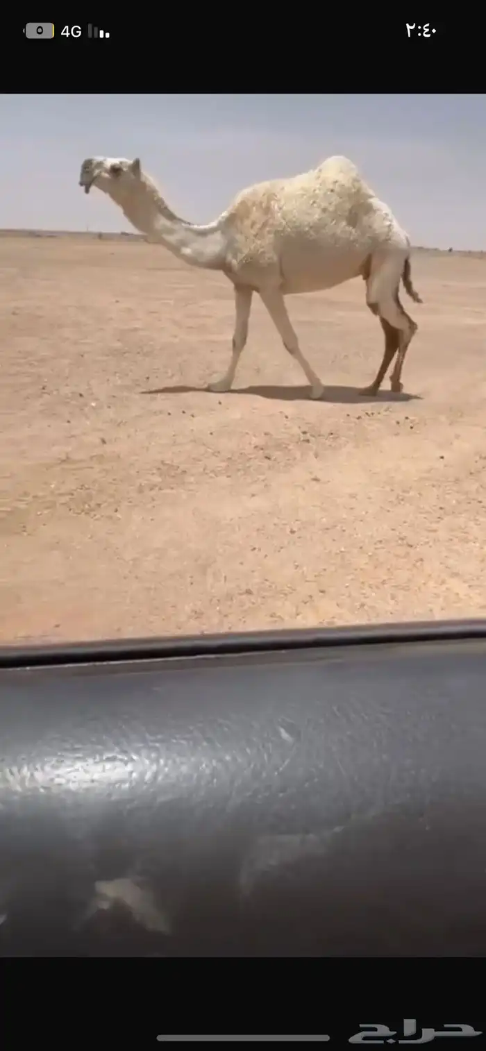 للبيع الرمانيه خفوت. رباع 1