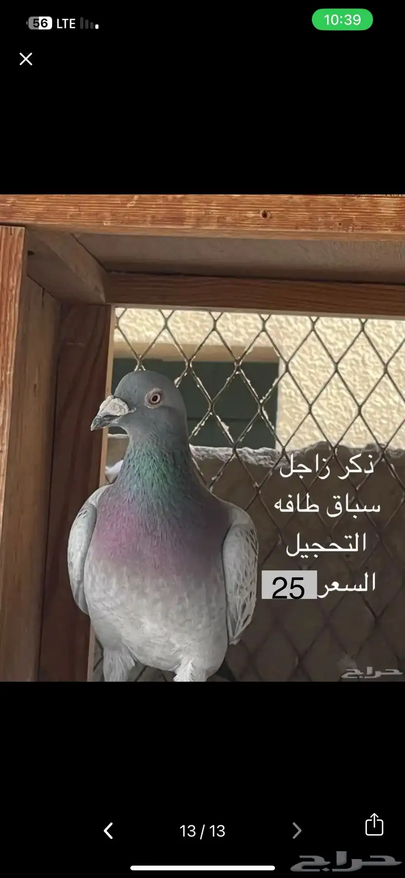 ذكور زواجل index