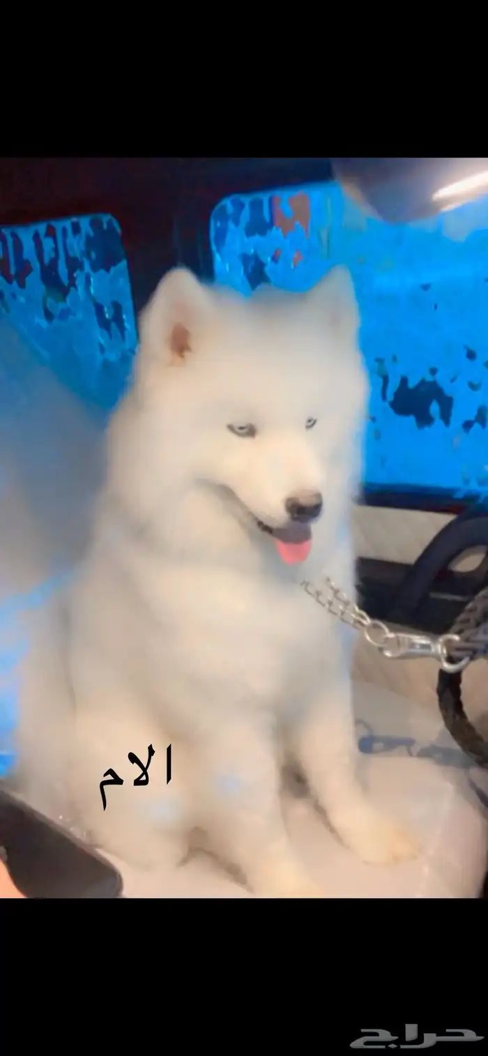 للبيع كلب كلاب جراوي جرو سامويد 6