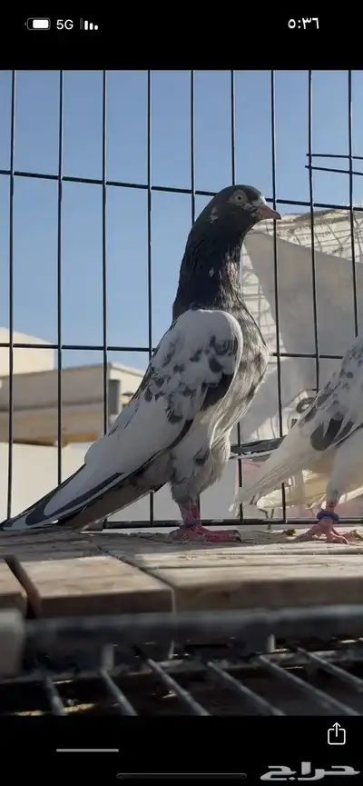 حمام باكستاني سخي 3