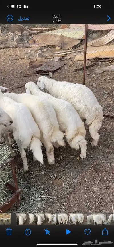 5 طليان جذعان( تم البيع ) 1