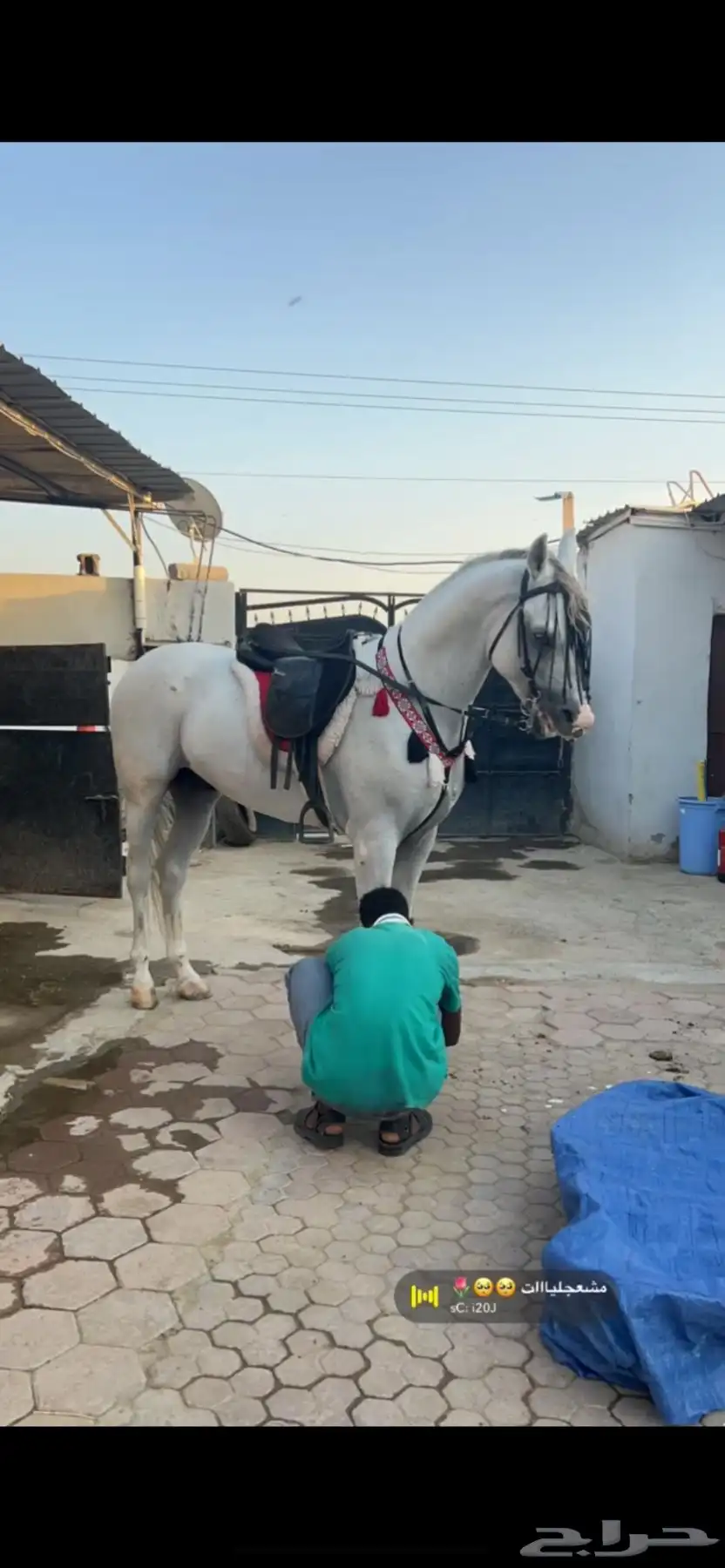 خيل index