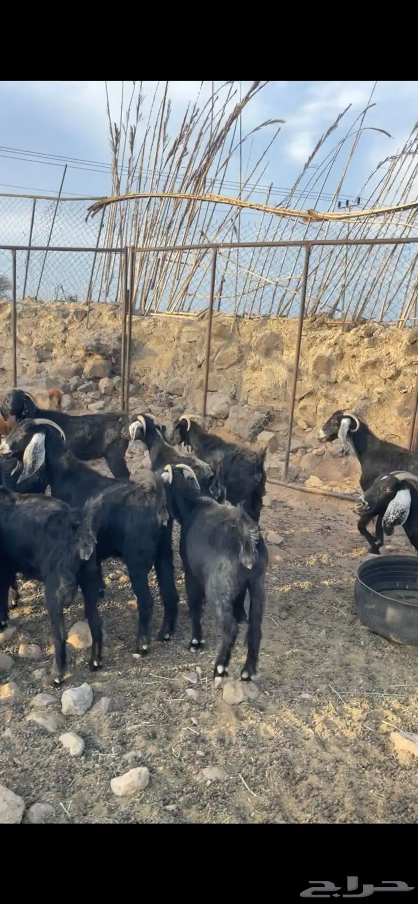 معزا طيبه مضاريع 3
