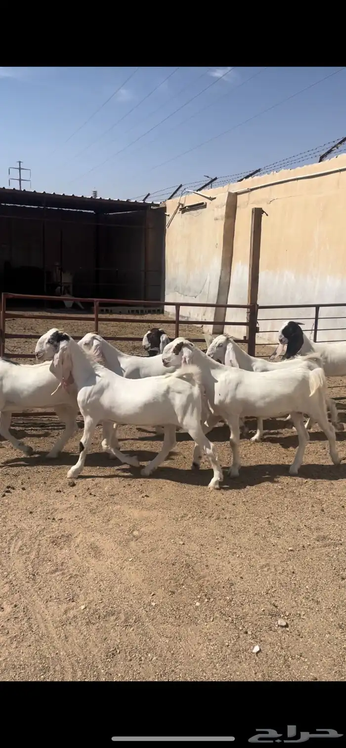 جفرات ( تم البيع ) 0