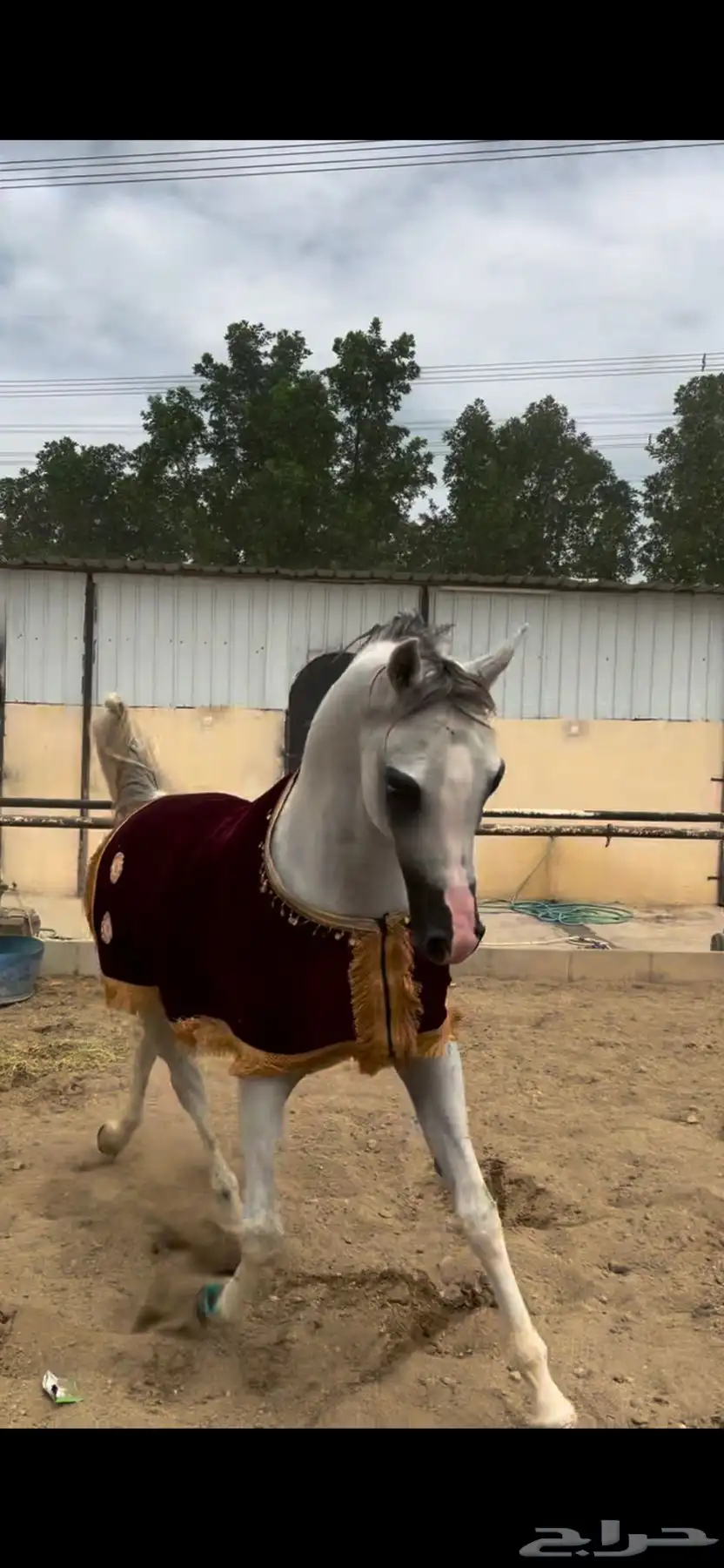 خيل index