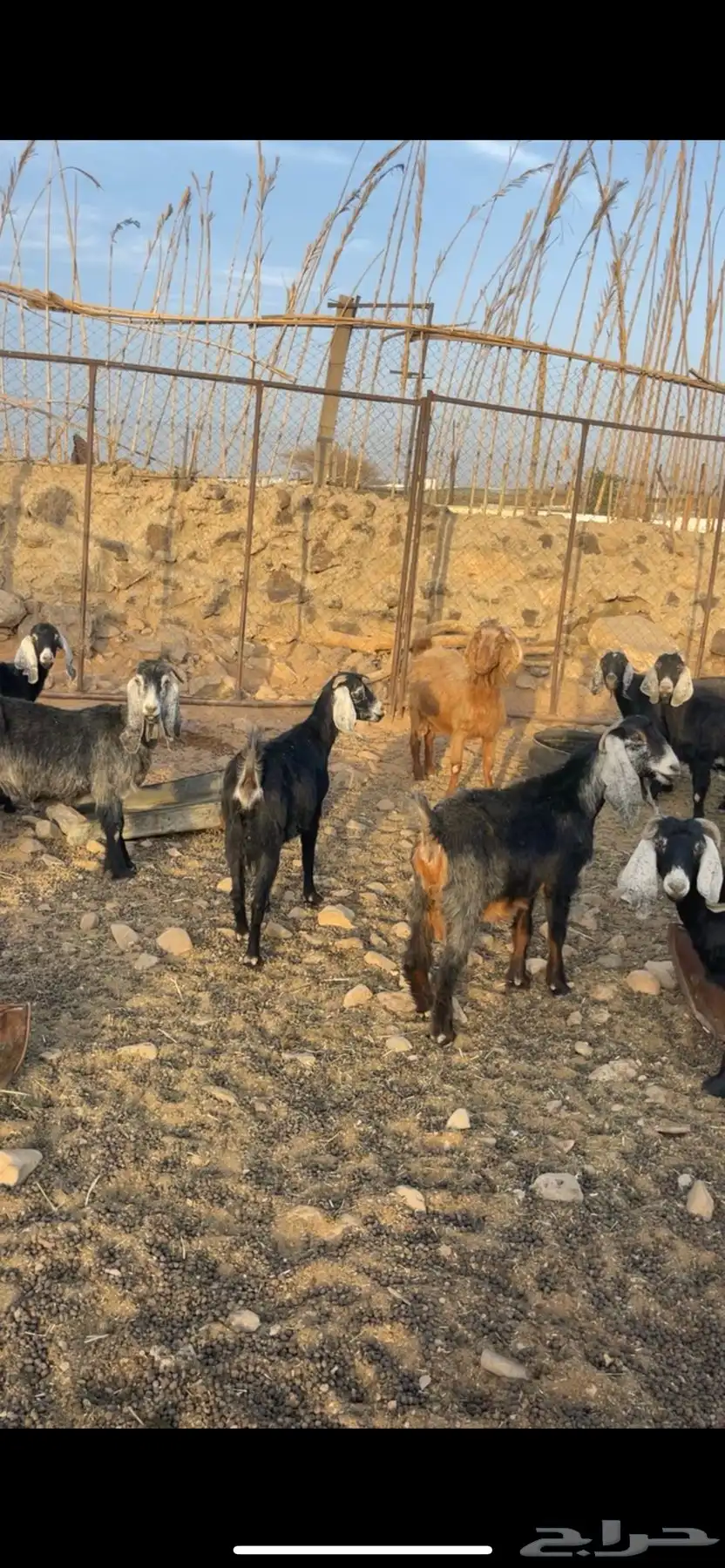 معزا طيبه مضاريع 0