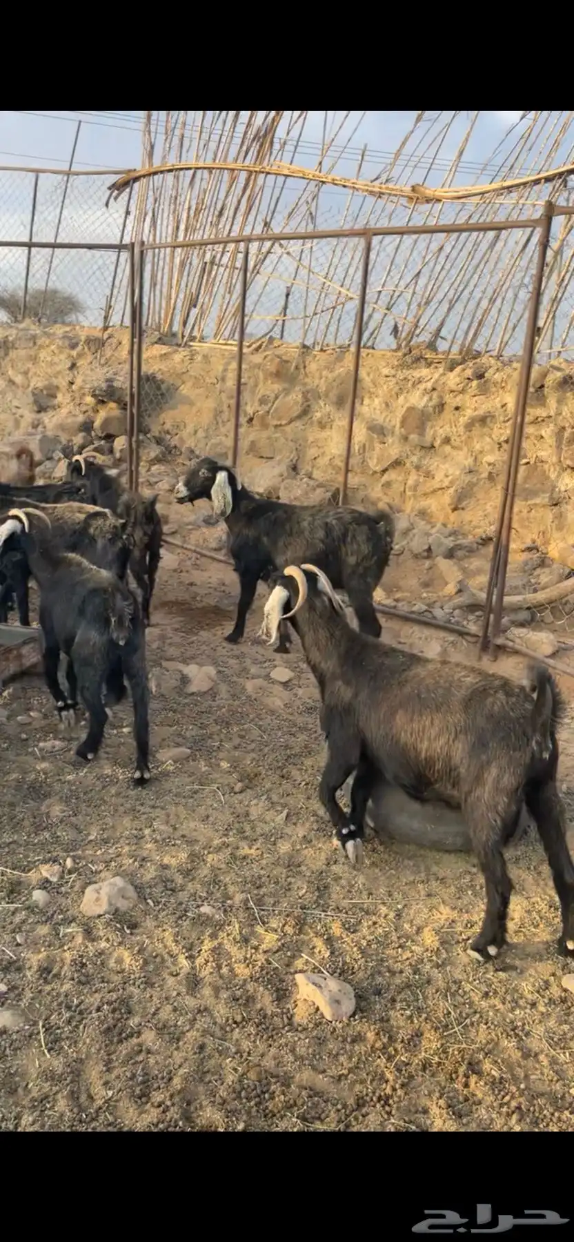 معزا طيبه مضاريع 4