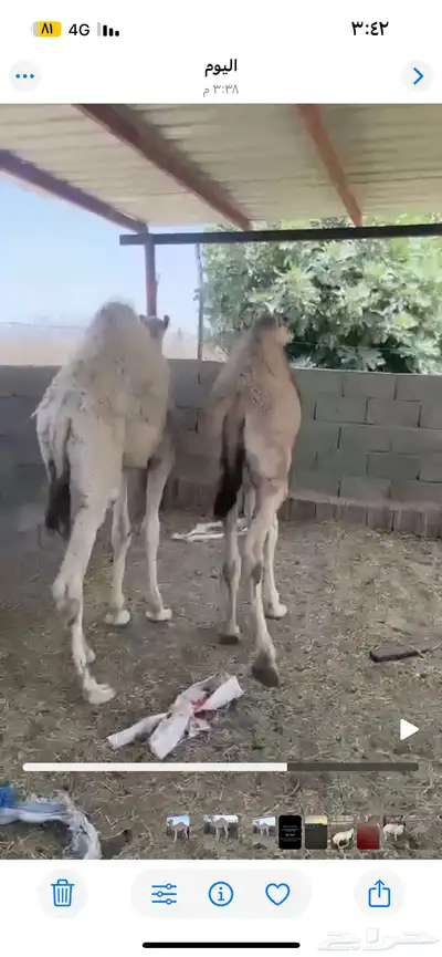 قعدان حليب 0