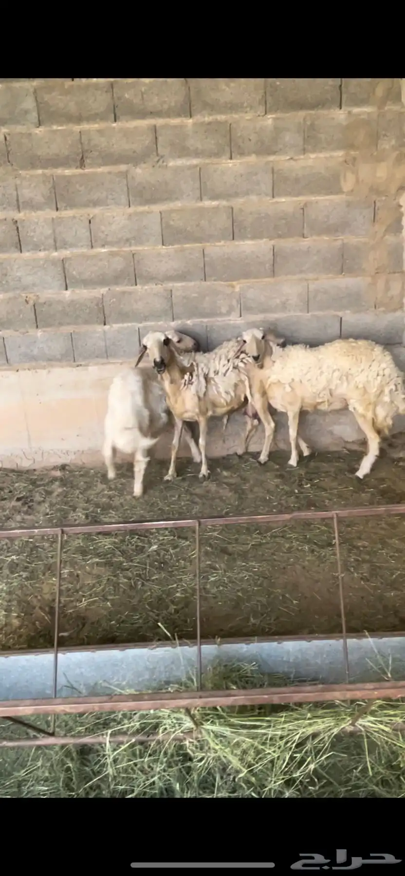 ضان بلديات حيل 0
