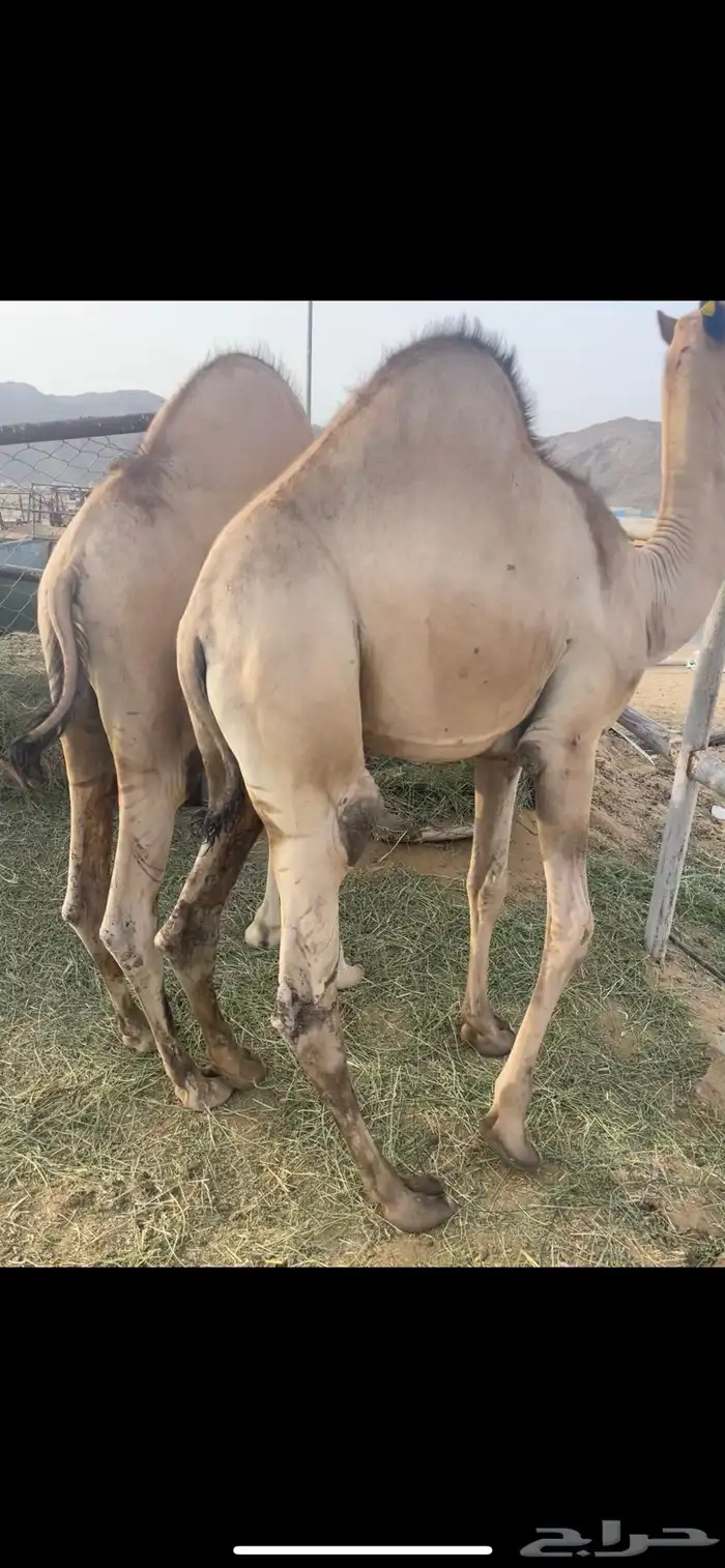 قعدان كفووو 2